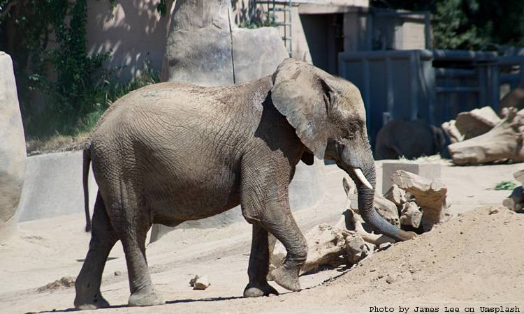 Elephants at Karachi Zoo, Safari Park suffer dental, foot problems
