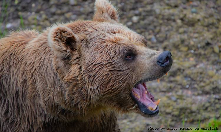 Police seize numerous claws, teeth of bears