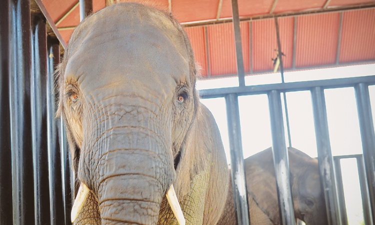 Karachi elephants to receive German dental treatment